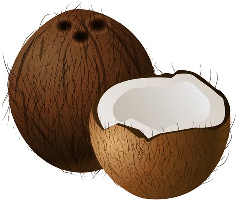 coconut clipart|coconut clip art transparent.